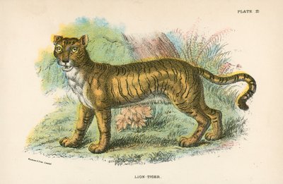 Löwe-Tiger von English School